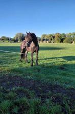 3,5 jarige Friese ruin, Dieren en Toebehoren, Paarden, Minder dan 160 cm, Gechipt, Ruin, 3 tot 6 jaar
