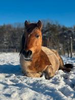 Leuke lieve (soms ondeugende) pony!, 11 jaar of ouder, Recreatiepony, Merrie, Gechipt