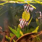 8x maanvissen  6x wild kl 2x koi, Dieren en Toebehoren, Vissen | Aquariumvissen, Vis
