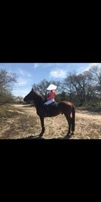 Te Koop: Lief Springpaard, Met stamboom, Springpaard, Ruin, L