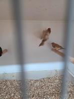 Japanse meeuwen, Dieren en Toebehoren, Meerdere dieren