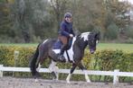 Alround merrie zoekt een nieuwe 5* huis, Dieren en Toebehoren, Paarden, Merrie, Recreatiepaard, Ingeënt, 11 jaar of ouder