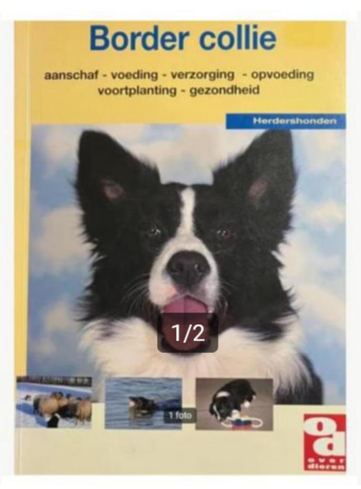 Border collie - Marcella Kauderer, Boeken, Dieren en Huisdieren, Nieuw, Honden, Ophalen of Verzenden