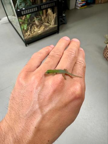 0.0.1 phelsuma laticauda nakweek (2 dagen oud) beschikbaar voor biedingen