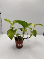 Epipremnum marble queen plantje 2, Ophalen, Overige soorten, Halfschaduw, Minder dan 100 cm