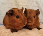 Schattige rode cavia zeugjes, Cavia, Augustus, Meerdere dieren, Tam