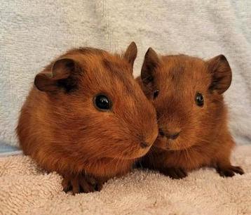 Schattige rode cavia zeugjes beschikbaar voor biedingen