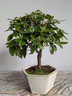 Azalea Bonsai, Tuin en Terras, Bloeit niet, Halfschaduw, Minder dan 100 cm, Overige soorten