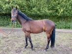 5* huisje gezocht voor Akito, Dieren en Toebehoren, Springpaard, Gechipt, Ruin, Zadelmak
