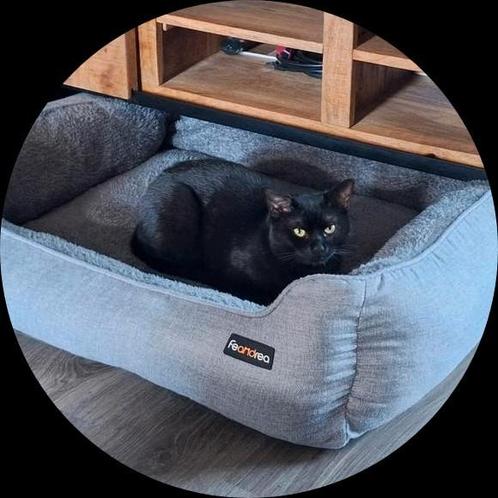Kater van bijna 1 jaar, Dieren en Toebehoren, Katten en Kittens | Overige Katten, Kortharig, Kater, 0 tot 2 jaar