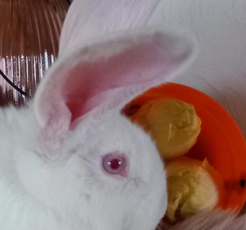 Duitse reus ram beschikbaar voor biedingen