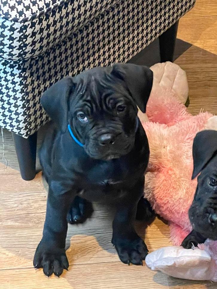 Te joop zwarte Cane Corso pups met FCI stamboom, Dieren en Toebehoren, Honden | Bulldogs, Pinschers en Molossers, Meerdere dieren