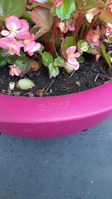elho fuchsia pure soft bowl 60 cm beschikbaar voor biedingen