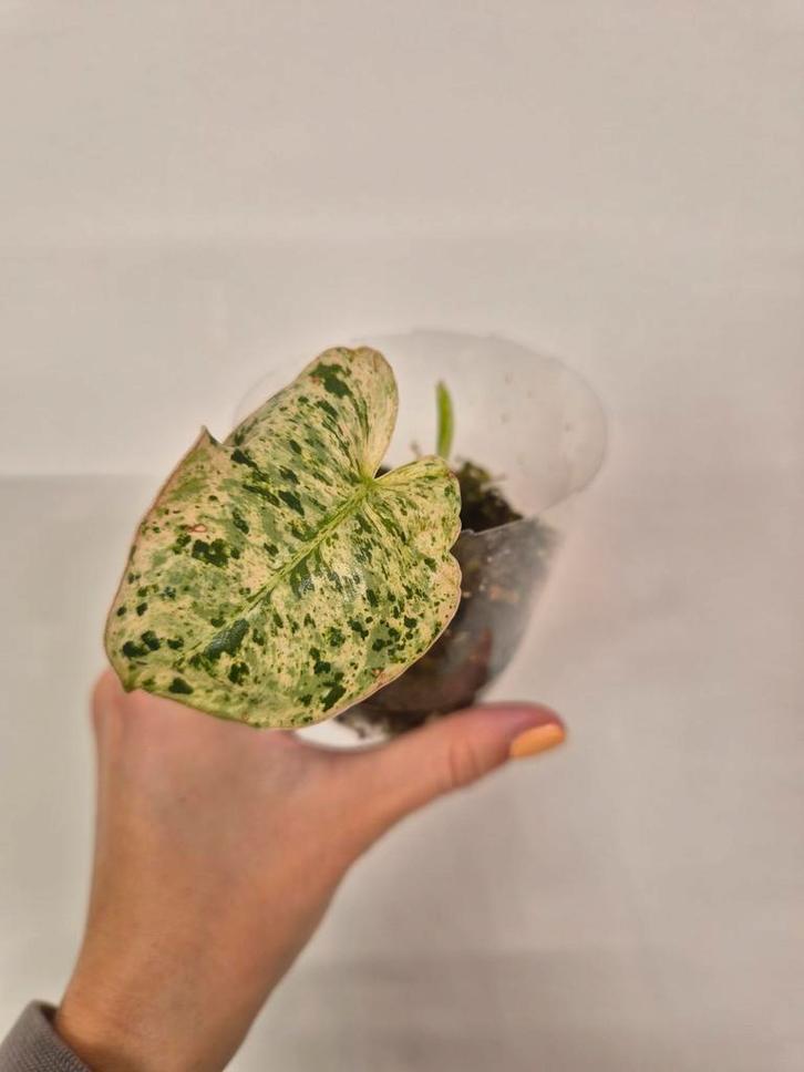 Philodendron Ilsemanii Kopstek, Huis en Inrichting, Kamerplanten, Ophalen of Verzenden