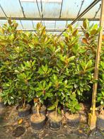 Magnolia Grandiflora - exclusieve groenblijvende magnolia, Tuin en Terras, Ophalen of Verzenden, Overige soorten, Struik, 100 tot 250 cm