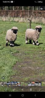 Goed plekje gezocht .2 walliser schwarznase ooien, Dieren en Toebehoren, Schapen, Geiten en Varkens, Vrouwelijk, Schaap
