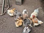 Brahma broedeieren, Dieren en Toebehoren, Pluimvee, Geslacht onbekend, Kip