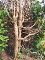 Haardhout zelf te zagen, diverse coniferen, Tuin en Terras, Haardhout, 6 m³ of meer, Ophalen, Overige houtsoorten, Stammen