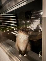 Ragdoll katter te koop!, Kater, Gechipt, 0 tot 2 jaar