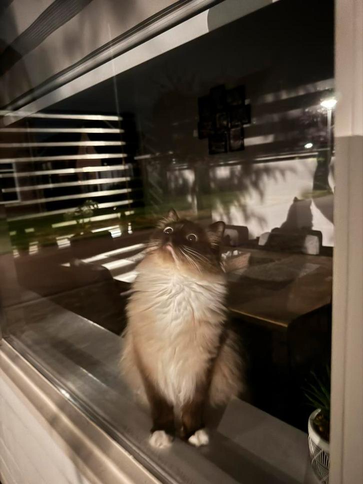 Ragdoll katter te koop!, Dieren en Toebehoren, Katten en Kittens | Raskatten | Langhaar, Kater, 0 tot 2 jaar, Gechipt, Ontwormd