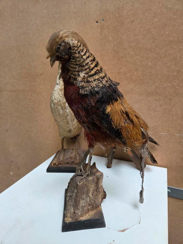 Diverse oude opgezette vogels, (fazant en eend), Verzamelen, Dierenverzamelingen, Gebruikt, Opgezet dier, Vogel, Ophalen of Verzenden
