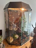 Groot terrarium met mooie slang, Dieren en Toebehoren, Reptielen en Amfibieën | Toebehoren, Ophalen, Gebruikt, Terrarium of Paludarium