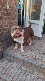 Pocket Bully, Dieren en Toebehoren, Rabiës (hondsdolheid), Reu, Eén hond, 3 tot 5 jaar