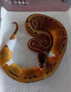koningspython pied pinstripe, Slang
