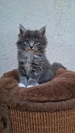 Lieve maine coon x ragdoll kittens, Dieren en Toebehoren, Katten en Kittens | Overige Katten, Meerdere dieren, Langharig, 0 tot 2 jaar