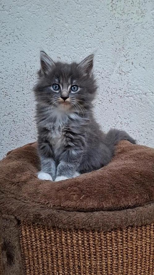 Lieve maine coon x ragdoll kittens, Dieren en Toebehoren, Katten en Kittens | Overige Katten, Langharig, Meerdere dieren, 0 tot 2 jaar