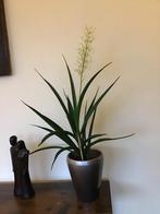 Vetplant FRIENDS - sansevieria, Minder dan 100 cm, Halfschaduw, Ophalen, Groene kamerplant