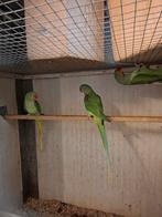 Diverse soorten vogels en aluminium voliere panelen, Meerdere dieren, Parkiet, Geringd