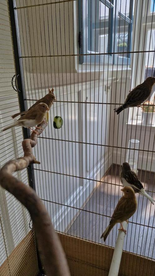 Kanarie moeder met 4 kinderen, Dieren en Toebehoren, Vogels | Kanaries, Mannelijk