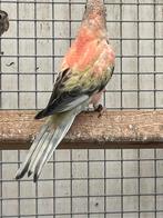 Bourke gezoomd, Dieren en Toebehoren, Meerdere dieren, Parkiet