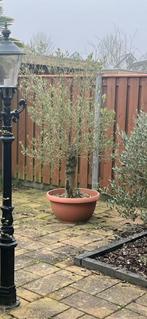 Olijfboom in pot, Bloeit niet, 100 tot 250 cm, Olijfboom, Ophalen