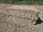 Hooi weidegrond, Dieren en Toebehoren, Schapen, Geiten en Varkens, Mannelijk, Geit