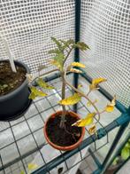 Diverse groenteplanten, Ophalen, Volle zon, Groenteplanten, Eenjarig