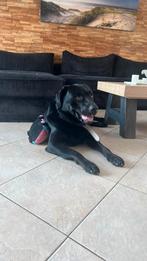 Labrador dekreu, Ophalen of Verzenden, Gebruikt