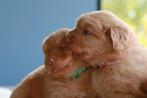 Nova scotia duck tolling retriever pups, Dieren en Toebehoren, Rabiës (hondsdolheid), Overige rassen, 8 tot 15 weken, Meerdere