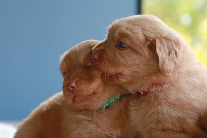 Nova scotia duck tolling retriever pups, Dieren en Toebehoren, Honden | Retrievers, Spaniëls en Waterhonden, Meerdere dieren, Overige rassen