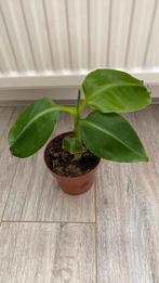 Bananenplant, Ophalen, Overige soorten, Minder dan 100 cm