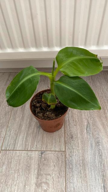 Bananenplant beschikbaar voor biedingen