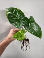 Syngonium Panda, Ophalen of Verzenden, Overige soorten, Minder dan 100 cm