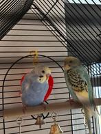 Paar jonge parkieten, Dieren en Toebehoren, Vogels | Parkieten en Papegaaien, Meerdere dieren, Parkiet