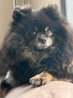 Liefdevol en rustig huisje gezocht., Particulier, Keeshond, Buitenland, Teef