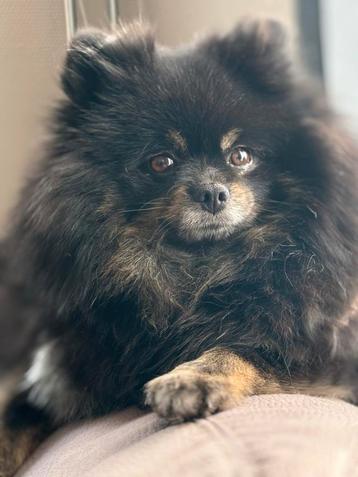 Liefdevol en rustig huisje gezocht.  beschikbaar voor biedingen