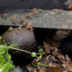 Tricolor gifkikker, Dieren en Toebehoren, Reptielen en Amfibieën, Amfibie