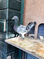10 doffers en duivinnen Koopman/Heremans, Meerdere dieren, Postduif