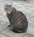 Kayah (poes) zoekt een nieuw thuis.”, Dieren en Toebehoren, Katten en Kittens | Overige Katten, Poes