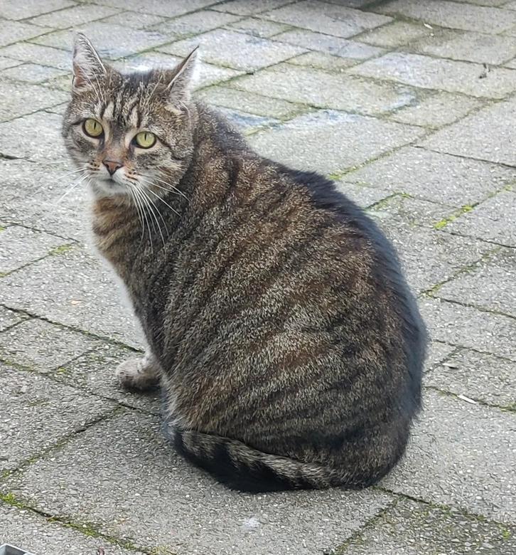 Kayah (poes) zoekt een nieuw thuis.”, Dieren en Toebehoren, Katten en Kittens | Overige Katten, Poes